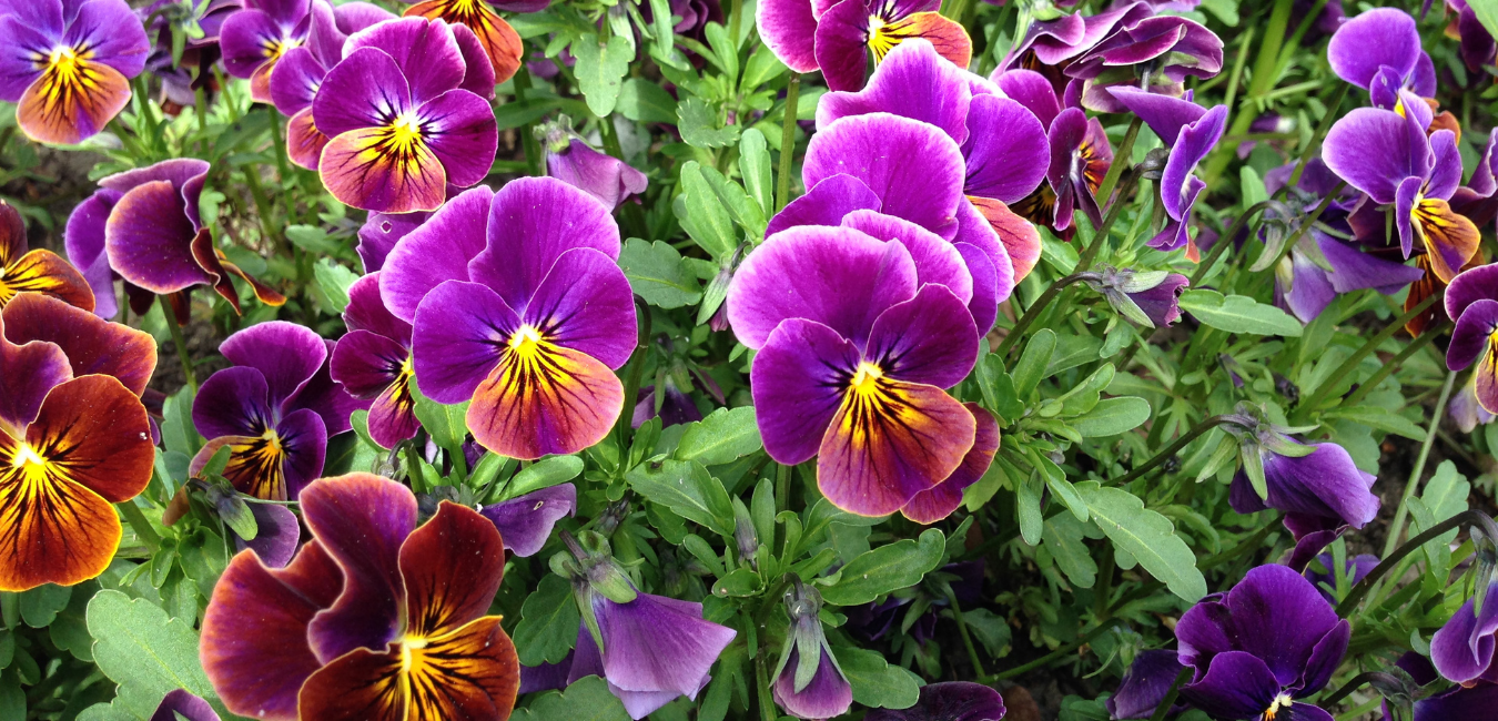 purple flowers and green leaves footer